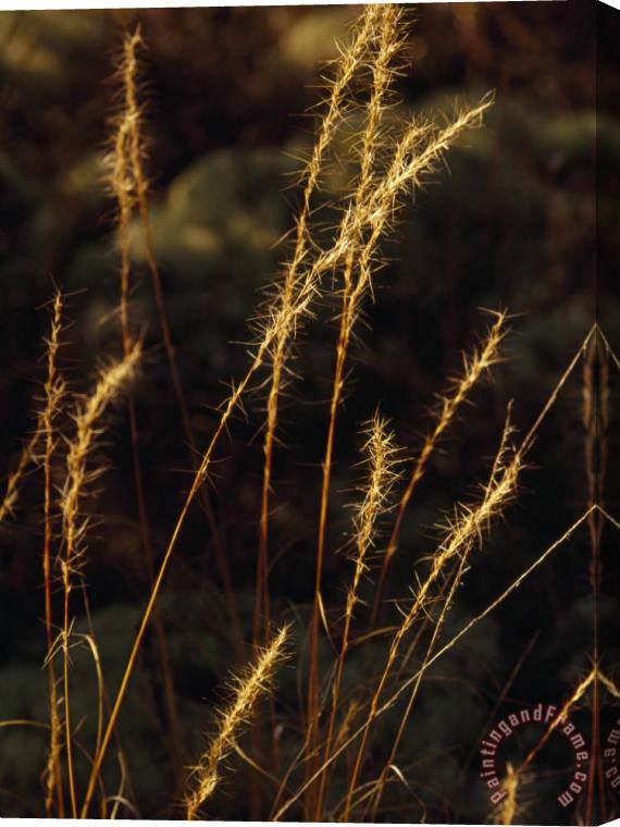Raymond Gehman Grasses in Autumn Brown Lit with Golden Sunlight Stretched Canvas Print / Canvas Art