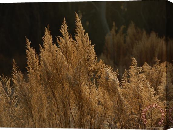 Raymond Gehman Grasses in Autumn Colors Along The Edge of a Maritime Forest Stretched Canvas Print / Canvas Art