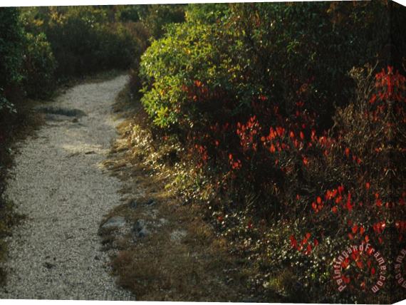 Raymond Gehman Gravel Path Through Shrubs And Low Vegetation Stretched Canvas Painting / Canvas Art