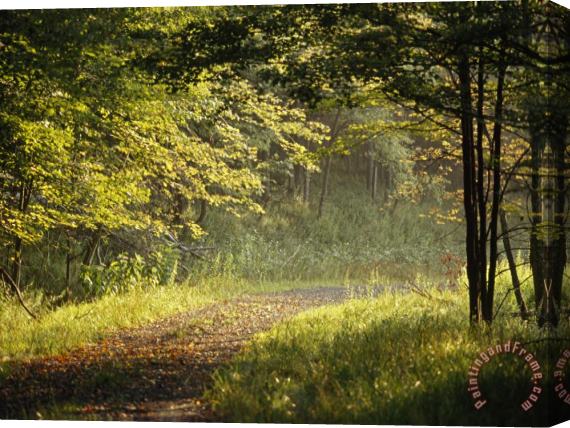 Raymond Gehman Gravel Road Through The Edge of a Forest in Early Morning Light Stretched Canvas Print / Canvas Art