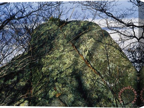 Raymond Gehman Greenstone Rock Covered with Lichens on Thunder Ridge Stretched Canvas Print / Canvas Art