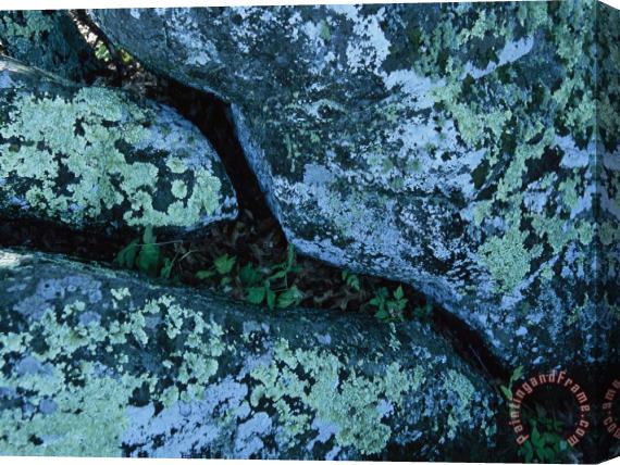 Raymond Gehman Greenstone Rock Covered with Lichens on Thunder Ridge Stretched Canvas Print / Canvas Art