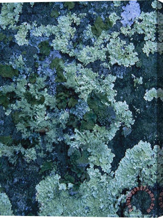 Raymond Gehman Greenstone Rock Covered with Lichens on Thunder Ridge Stretched Canvas Painting / Canvas Art