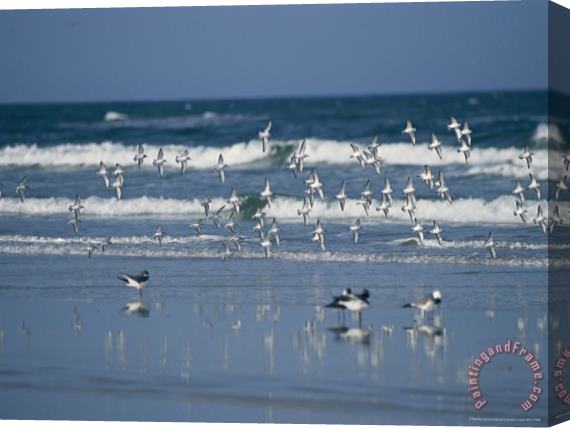 Raymond Gehman Group of Laughing Gulls Fly Over The Surging Surf Stretched Canvas Print / Canvas Art