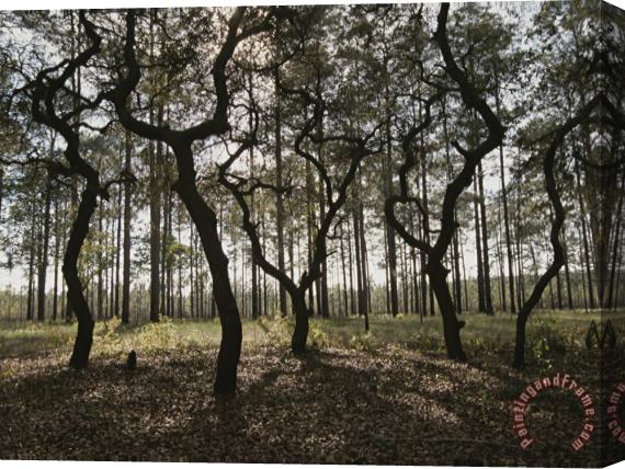 Raymond Gehman Grove of Trees in The Ocala National Forest Stretched Canvas Print / Canvas Art