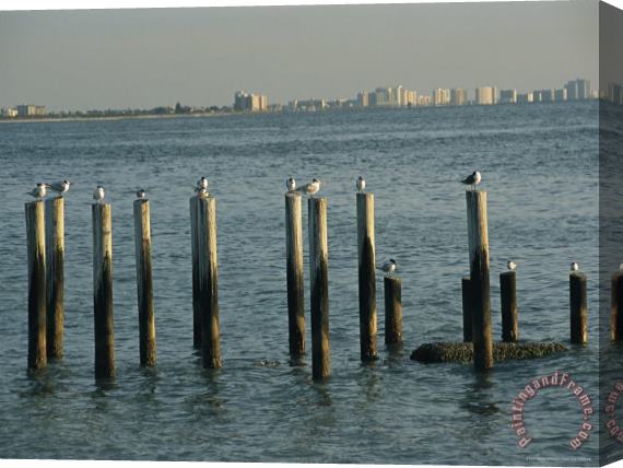 Raymond Gehman Gulls Perch on Derelict Pier Across The Gulf From Clearwater Florida Stretched Canvas Print / Canvas Art