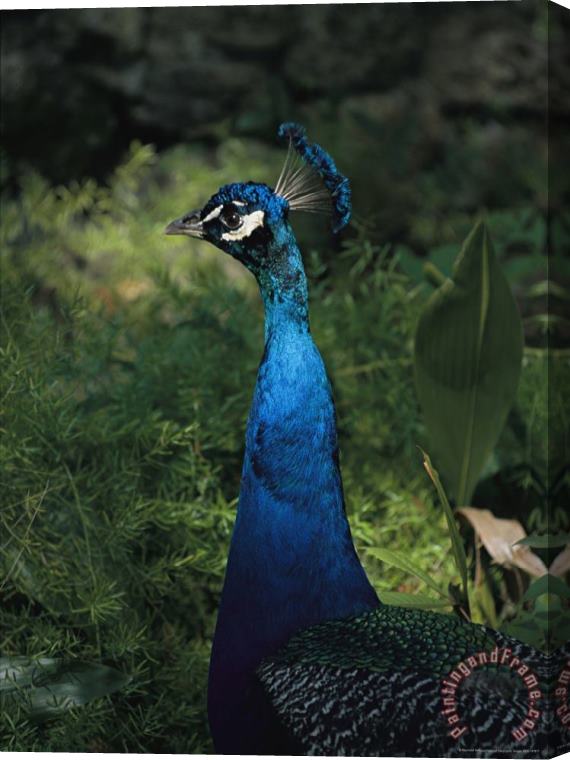 Raymond Gehman Head And Neck of a Peacock with Iridescent Blue Feathers Stretched Canvas Print / Canvas Art