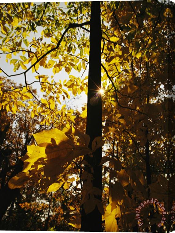 Raymond Gehman Hickory Tree in Golden Fall Color Along The Appalachian Trail Stretched Canvas Painting / Canvas Art