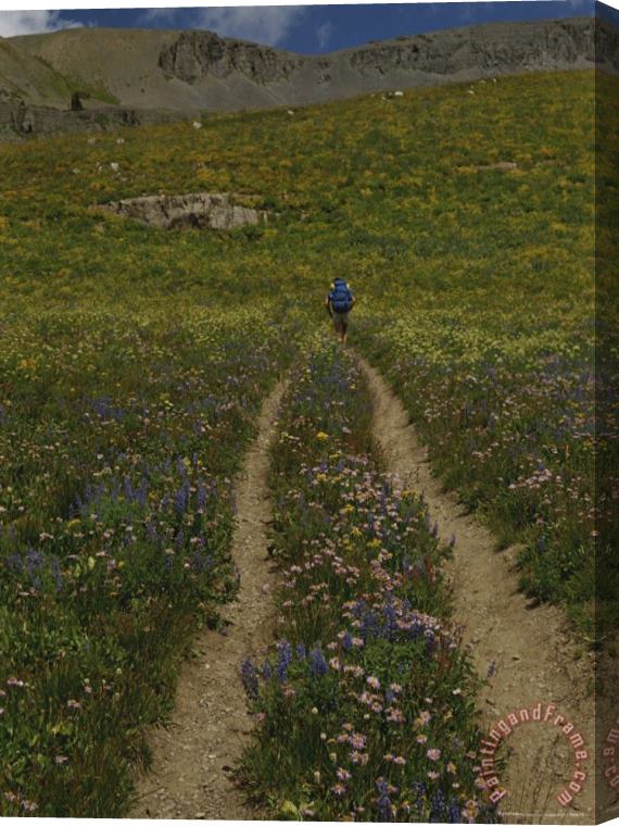 Raymond Gehman Hiker on an Alpine Trail Teton Crest Trail Wyoming Stretched Canvas Painting / Canvas Art