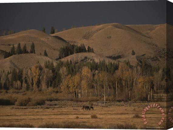Raymond Gehman Horses Grazing in Grand Teton National Park Stretched Canvas Print / Canvas Art