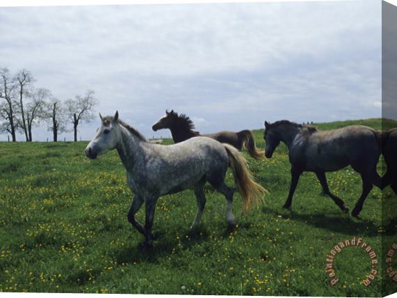 Raymond Gehman Horses Roaming in a Field Dotted with Yellow Wildflowers Stretched Canvas Print / Canvas Art