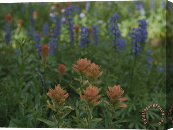 Raymond Gehman Indian Paintbrush And Purple Lupine Wildflowers Wyoming Stretched Canvas Print / Canvas Art