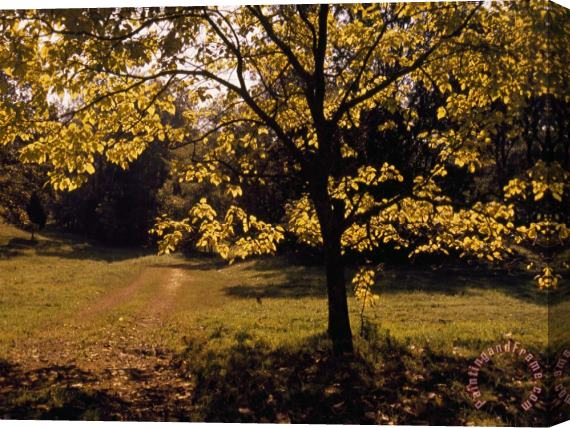 Raymond Gehman Lane Through a Farm Field And Trees Stretched Canvas Print / Canvas Art