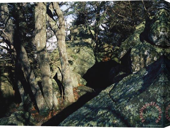 Raymond Gehman Large Boulders in a Forest Setting Stretched Canvas Print / Canvas Art