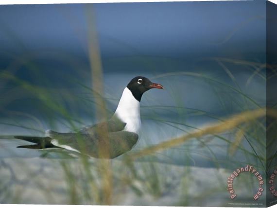 Raymond Gehman Laughing Gull Larus Atricilla Stretched Canvas Painting / Canvas Art