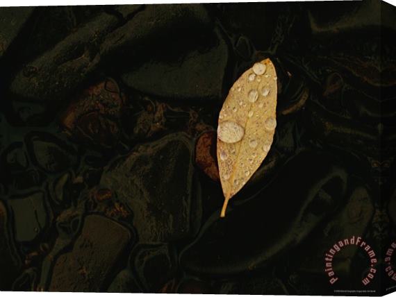 Raymond Gehman Leaf on Wet Stones Stretched Canvas Print / Canvas Art