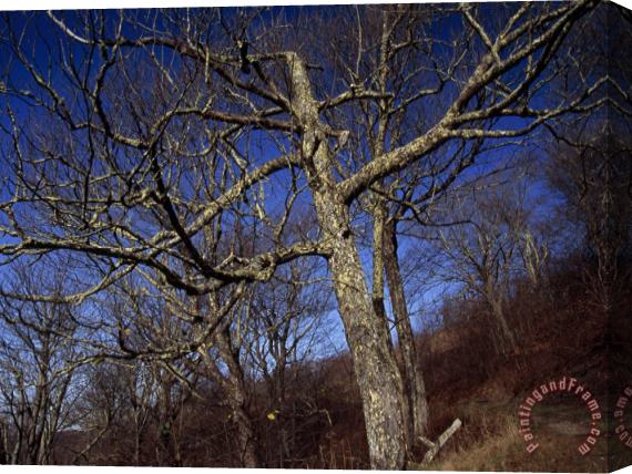 Raymond Gehman Leafless And a Dead Tree on The Trail to The Summit of Max Patch Stretched Canvas Print / Canvas Art