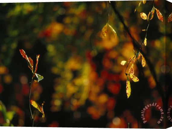 Raymond Gehman Leaves in a Fantastic Array of Autumn Colors Stretched Canvas Painting / Canvas Art