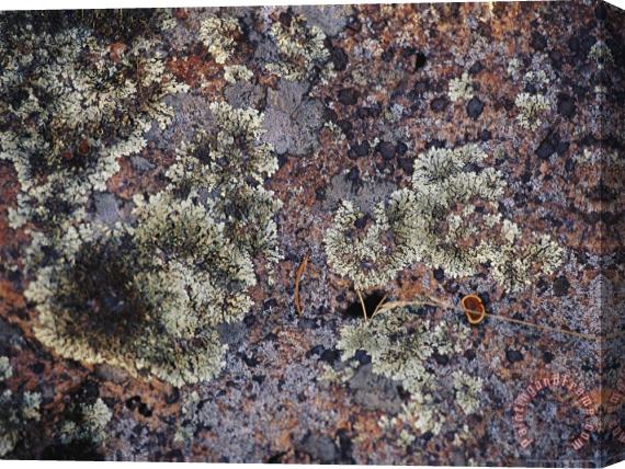 Raymond Gehman Lichen Covered Rock in Canada S Whiteshell Provincial Park Stretched Canvas Print / Canvas Art