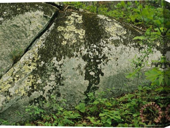 Raymond Gehman Lichens on an Exposed Granite Boulder Stretched Canvas Print / Canvas Art