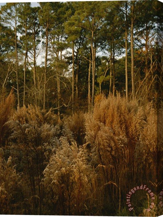 Raymond Gehman Loblolly Pines And Tall Grasses in a Maritime Forest Stretched Canvas Painting / Canvas Art