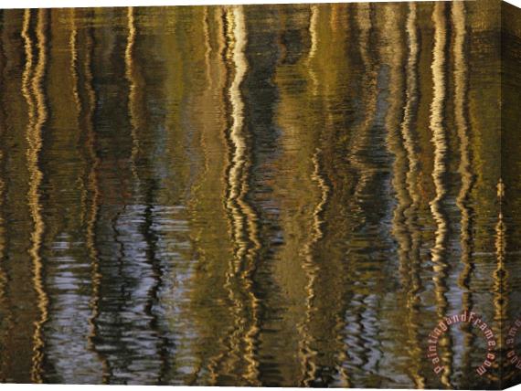 Raymond Gehman Lodgepole Pine Tree Reflections Yellowstone Lake Stretched Canvas Painting / Canvas Art