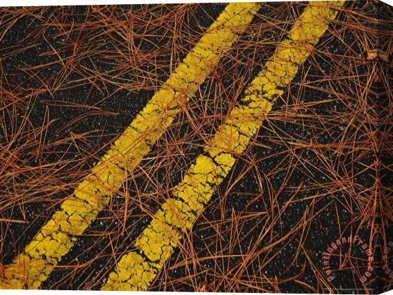 Raymond Gehman Long Leaf Pine Needles Littering a Park Road Stretched Canvas Print / Canvas Art