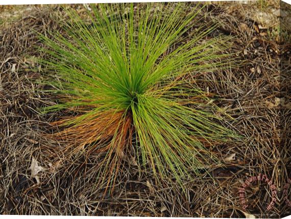 Raymond Gehman Longleaf Pine Seedling in a Bed of Fallen Needles Lake Waccamaw Is The Worlds Largest Carolina Bay Stretched Canvas Print / Canvas Art