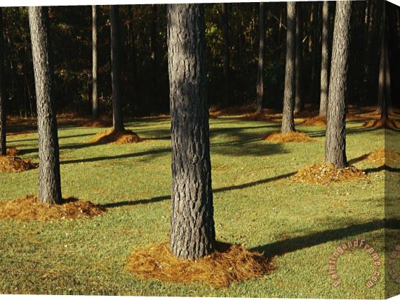 Raymond Gehman Longleaf Pine Trees Mulched with Pine Needles Along Interstate 95 Stretched Canvas Print / Canvas Art