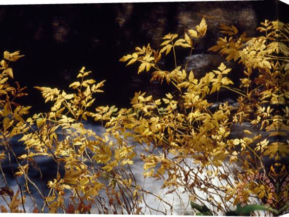 Raymond Gehman Looking Glass Creek Rushing Past a Bush in Autumn Colors Stretched Canvas Print / Canvas Art