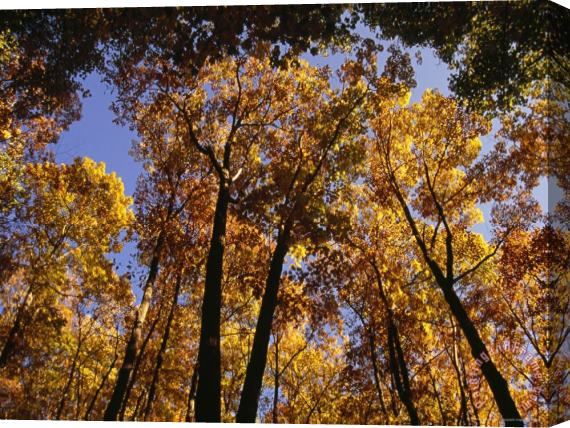 Raymond Gehman Looking Up Into a Stand of Trees in Autumn Hues at a Picnic Area Stretched Canvas Painting / Canvas Art
