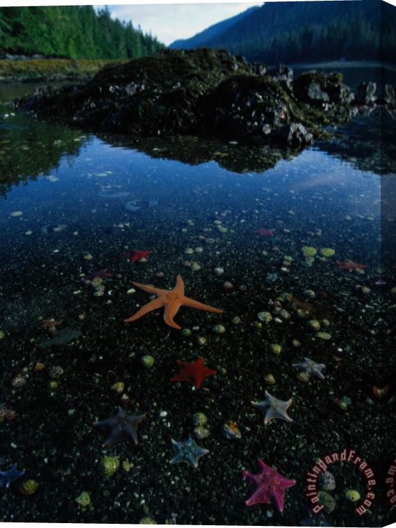 Raymond Gehman Low Tide Reveals a Galaxy of Bat Stars And Other Sea Creatures Stretched Canvas Print / Canvas Art