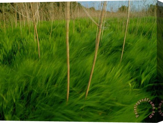Raymond Gehman Lush Green Grasses Blow in The Wind Stretched Canvas Print / Canvas Art