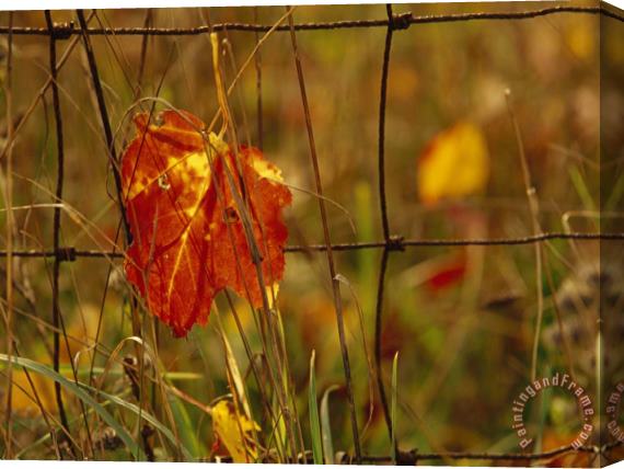 Raymond Gehman Maple Leaf in Autumn Hues Caught in a Farmer S Wire Fence Stretched Canvas Print / Canvas Art