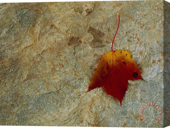 Raymond Gehman Maple Leaf on a Rock in The Fall Stretched Canvas Painting / Canvas Art
