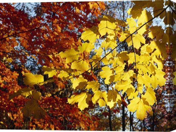 Raymond Gehman Maple Leaves Glowing Yellow And Orange in Autumn Stretched Canvas Print / Canvas Art