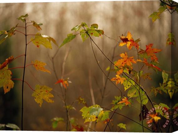 Raymond Gehman Maple Saplings with Hints of Autumn Color Stretched Canvas Print / Canvas Art
