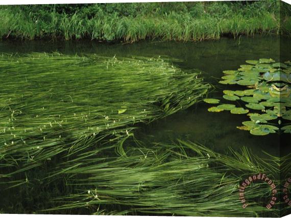 Raymond Gehman Marsh Grasses And Pond Lilies Isa Lake on The Continental Divide Stretched Canvas Painting / Canvas Art