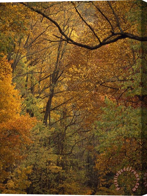 Raymond Gehman Mixed Hardwood Forest in Autumn Hues Stretched Canvas Painting / Canvas Art