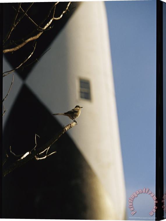 Raymond Gehman Mockingbird on a Tree Branch Near The Cape Lookout Lighthouse Stretched Canvas Print / Canvas Art