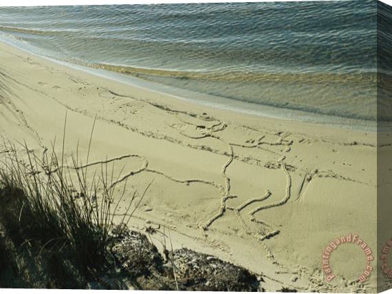 Raymond Gehman Mole Cricket Burrows Form Patterns on The Sandy Beach Stretched Canvas Print / Canvas Art