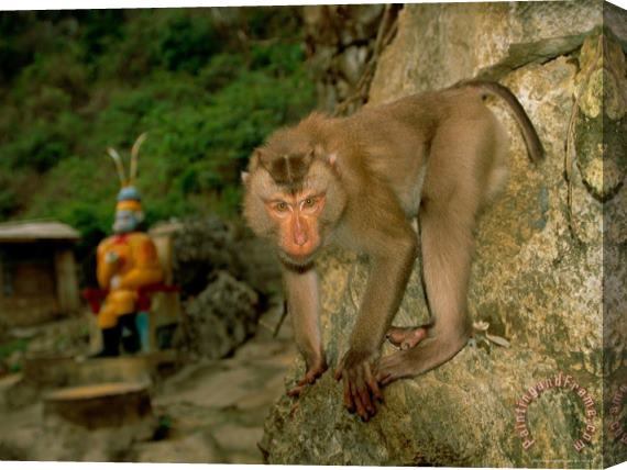 Raymond Gehman Monkey at Baiyu Cavern Stretched Canvas Painting / Canvas Art