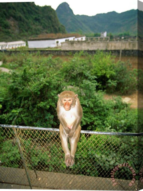 Raymond Gehman Monkey on a Fence at Baiyu Cavern Stretched Canvas Print / Canvas Art