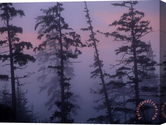 Raymond Gehman Morning Fog Shrouds Trees in The Reserve Stretched Canvas Print / Canvas Art