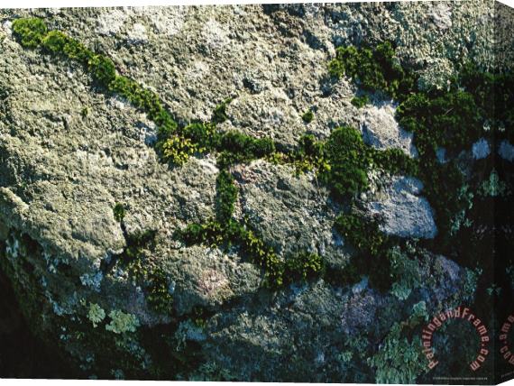 Raymond Gehman Moss And Lichens Form on a Greenstone Rock Stretched Canvas Painting / Canvas Art