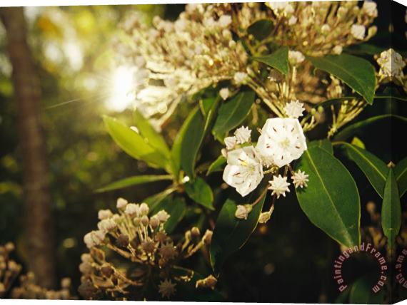 Raymond Gehman Mountain Laurel in Bloom in Early Morning Light Stretched Canvas Print / Canvas Art