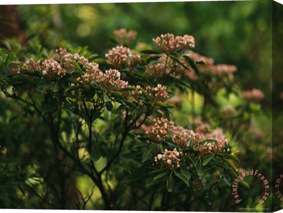 Raymond Gehman Mountain Laurel with Buds Ready to Blossom Stretched Canvas Painting / Canvas Art