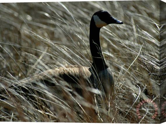 Raymond Gehman Nesting Canada Goose at Jamaica Bay Wildlife Refuge Stretched Canvas Painting / Canvas Art