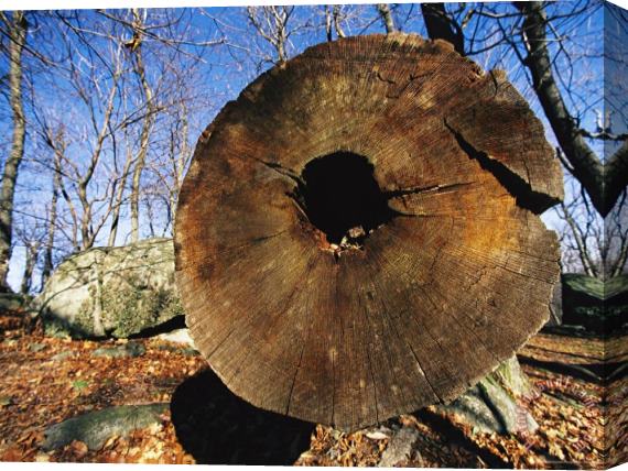 Raymond Gehman Nuts Are Stashed in a Hollow Tree Log Stretched Canvas Painting / Canvas Art
