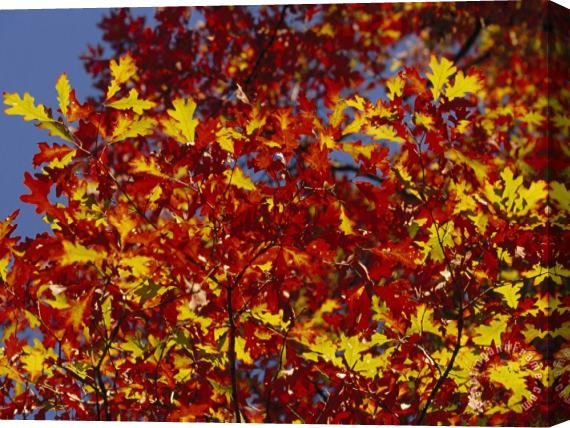 Raymond Gehman Oak Leaves in Fall Colors Against a Bright Blue Sky Stretched Canvas Print / Canvas Art